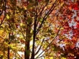 Autumn